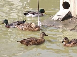 Canard de Rouen • Élevage et vente de canards de surface